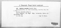 Septoria cannabis image